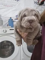 Blue girl, a female Chinese Shar-Pei for sale in West Palm Beach, FL – Photo 9 of 10
