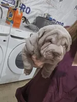 Blue girl, a female Chinese Shar-Pei for sale in West Palm Beach, FL – Photo 4 of 10