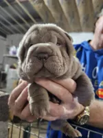 Blue girl, a female Chinese Shar-Pei for sale in West Palm Beach, FL – Photo 10 of 10