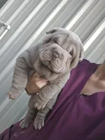 Blue girl, a female Chinese Shar-Pei for sale in Atlanta, GA – Photo 3 of 10
