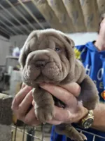Blue girl, a female Chinese Shar-Pei for sale in West Palm Beach, FL – Photo 8 of 10