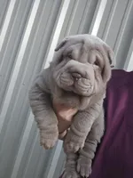 Blue girl, a female Chinese Shar-Pei for sale in Atlanta, GA – Photo 4 of 10