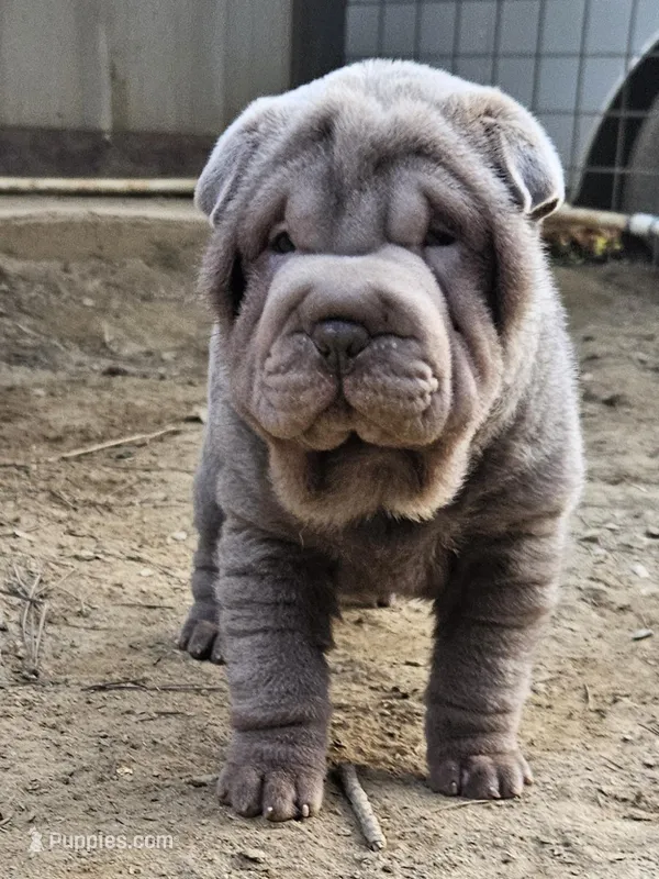 Blue girl – Chinese Shar-Pei puppy for sale in West Palm Beach, FL