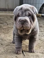 Blue girl, a female Chinese Shar-Pei for sale in Atlanta, GA – Photo 1 of 10