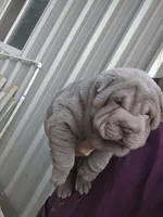 Blue girl, a female Chinese Shar-Pei for sale in Atlanta, GA – Photo 9 of 10