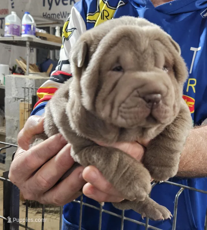 Blue girl – Chinese Shar-Pei puppy for sale in West Palm Beach, FL