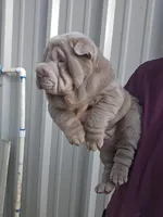 Blue girl, a female Chinese Shar-Pei for sale in Atlanta, GA – Photo 6 of 10