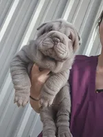 Blue girl, a female Chinese Shar-Pei for sale in Atlanta, GA – Photo 5 of 10