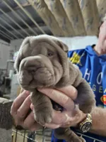 Blue girl, a female Chinese Shar-Pei for sale in West Palm Beach, FL – Photo 2 of 10