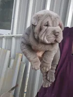 Blue girl, a female Chinese Shar-Pei for sale in Atlanta, GA – Photo 8 of 10