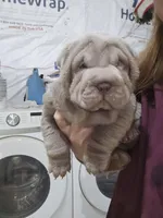 Blue girl, a female Chinese Shar-Pei for sale in West Palm Beach, FL – Photo 7 of 10