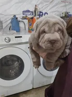 Blue girl, a female Chinese Shar-Pei for sale in West Palm Beach, FL – Photo 3 of 10