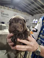 Chocolate dilute boy , a male Chinese Shar-Pei for sale in Ellijay, GA – Photo 3 of 10