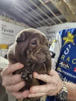 Chocolate dilute boy , a male Chinese Shar-Pei for sale in Ellijay, GA – Photo 5 of 10