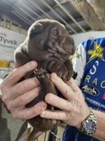 Chocolate dilute boy , a male Chinese Shar-Pei for sale in Ellijay, GA – Photo 7 of 10