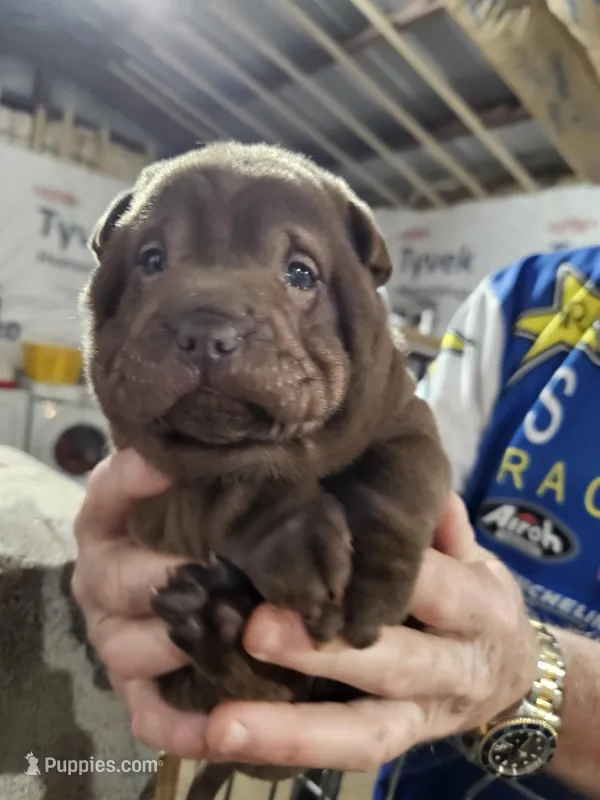 Chocolate dilute boy  – Chinese Shar-Pei puppy for sale in Ellijay, GA