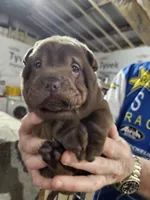 Chocolate dilute boy , a male Chinese Shar-Pei for sale in Ellijay, GA – Photo 1 of 10