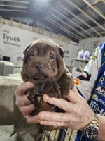 Chocolate dilute boy , a male Chinese Shar-Pei for sale in Ellijay, GA – Photo 8 of 10