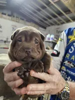 Chocolate dilute boy , a male Chinese Shar-Pei for sale in Ellijay, GA – Photo 2 of 10