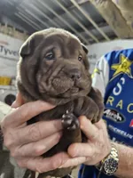 Chocolate dilute boy , a male Chinese Shar-Pei for sale in Ellijay, GA – Photo 4 of 10