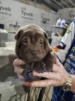 Chocolate dilute boy , a male Chinese Shar-Pei for sale in Ellijay, GA – Photo 9 of 10