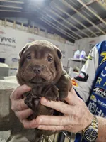Chocolate dilute boy , a male Chinese Shar-Pei for sale in Ellijay, GA – Photo 10 of 10