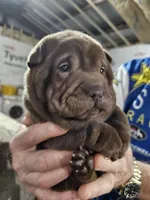 Chocolate dilute boy , a male Chinese Shar-Pei for sale in Ellijay, GA – Photo 6 of 10