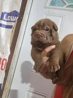 Chocolate dilute boy , a male Chinese Shar-Pei for sale in Atlanta, GA – 5 of 9