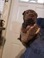 Chocolate dilute boy , a male Chinese Shar-Pei for sale in Atlanta, GA – 8 of 10