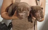 Chocolate dilute girl and boy, a male Chinese Shar-Pei for sale in Atlanta, GA – 3 of 6