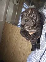 Satin black girl, a female Chinese Shar-Pei for sale in Ellijay, GA – Photo 7 of 10