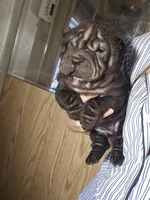 Satin black girl, a female Chinese Shar-Pei for sale in Ellijay, GA – Photo 10 of 10