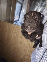 Satin black girl, a female Chinese Shar-Pei for sale in Ellijay, GA – Photo 1 of 10