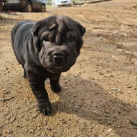 Satin black girl, a female Chinese Shar-Pei for sale in Ellijay, GA – Photo 9 of 10