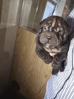 Satin black girl, a female Chinese Shar-Pei for sale in Ellijay, GA – Photo 2 of 10