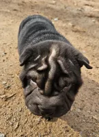 Satin black girl, a female Chinese Shar-Pei for sale in Ellijay, GA – Photo 6 of 10