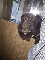 Satin black girl, a female Chinese Shar-Pei for sale in Ellijay, GA – Photo 4 of 10