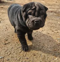 Satin black girl, a female Chinese Shar-Pei for sale in Ellijay, GA – Photo 8 of 10