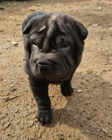 Satin black girl, a female Chinese Shar-Pei for sale in Ellijay, GA – Photo 5 of 10