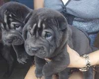 Satin black, a male Chinese Shar-Pei for sale in Ellijay, GA – Photo 6 of 6
