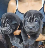 Satin black, a male Chinese Shar-Pei for sale in Ellijay, GA – Photo 3 of 6