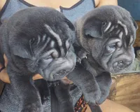 Satin black, a male Chinese Shar-Pei for sale in Ellijay, GA – Photo 2 of 6