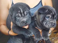 Satin black, a male Chinese Shar-Pei for sale in Ellijay, GA – Photo 4 of 6