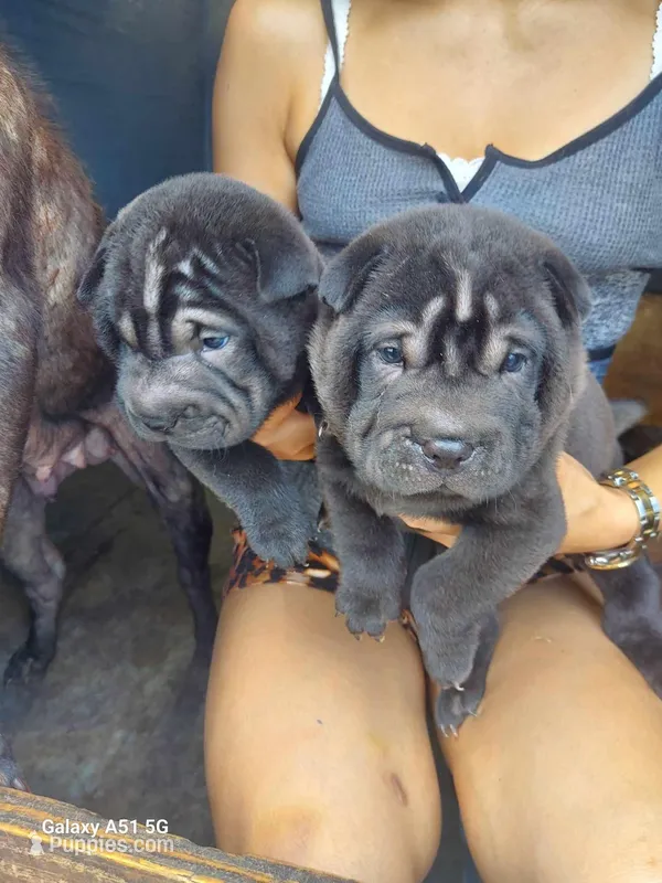 Satin black, a male Chinese Shar-Pei for sale in Ellijay, GA – Photo 1 of 6