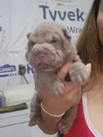 Lilac female , a female Chinese Shar-Pei for sale in Atlanta, GA – 6 of 10