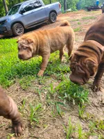 Lucy, a female Chinese Shar-Pei for sale in Atlanta, GA – 2 of 10