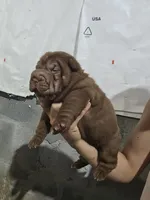 Chocolate dilute girl , a female Chinese Shar-Pei for sale in Atlanta, GA – 5 of 9
