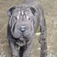 Satin black boy, a male Chinese Shar-Pei for sale in West Palm Beach, FL – Photo 6 of 9