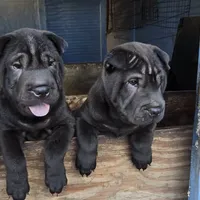 Satin black boy, a male Chinese Shar-Pei for sale in West Palm Beach, FL – Photo 8 of 9