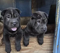 processed/f857a35f-a2db-4894-9609-5e60acbea6d5/listing/8cbc288a-0749-4154-9ff7-1541a3f8633d/43303495-fd7b-488d-806d-71aee2dec3fd